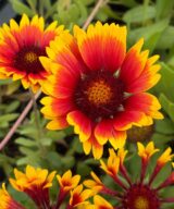 Gaillardia 'Kobold' (Kokardebloem)