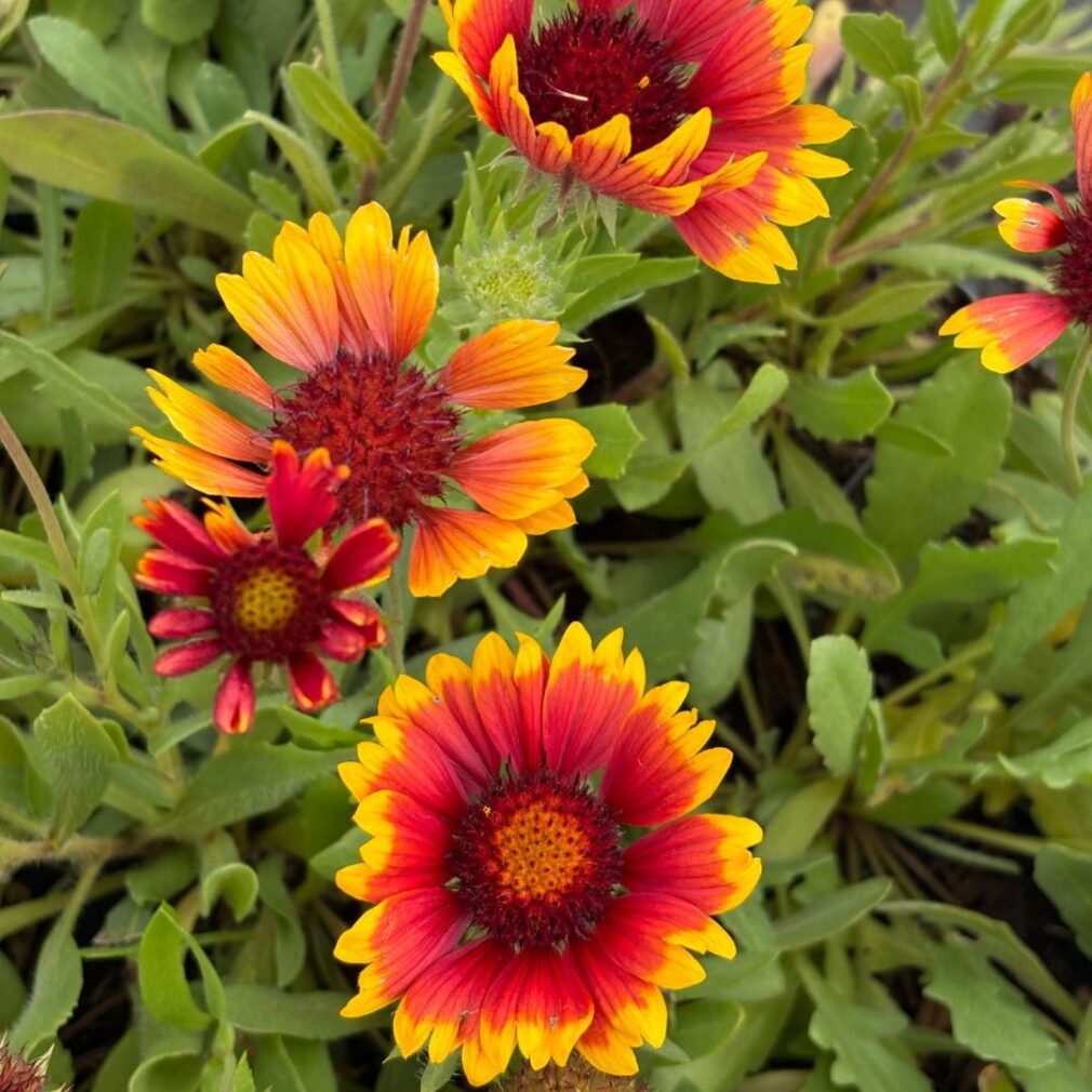 Gaillardia 'Kobold' (Kokardebloem)