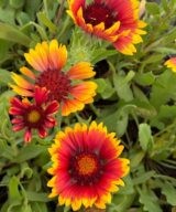 Gaillardia 'Kobold' (Kokardebloem)