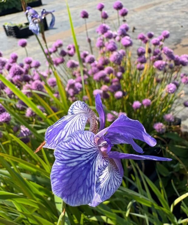 Iris sibirica (Sibirische Lis)
