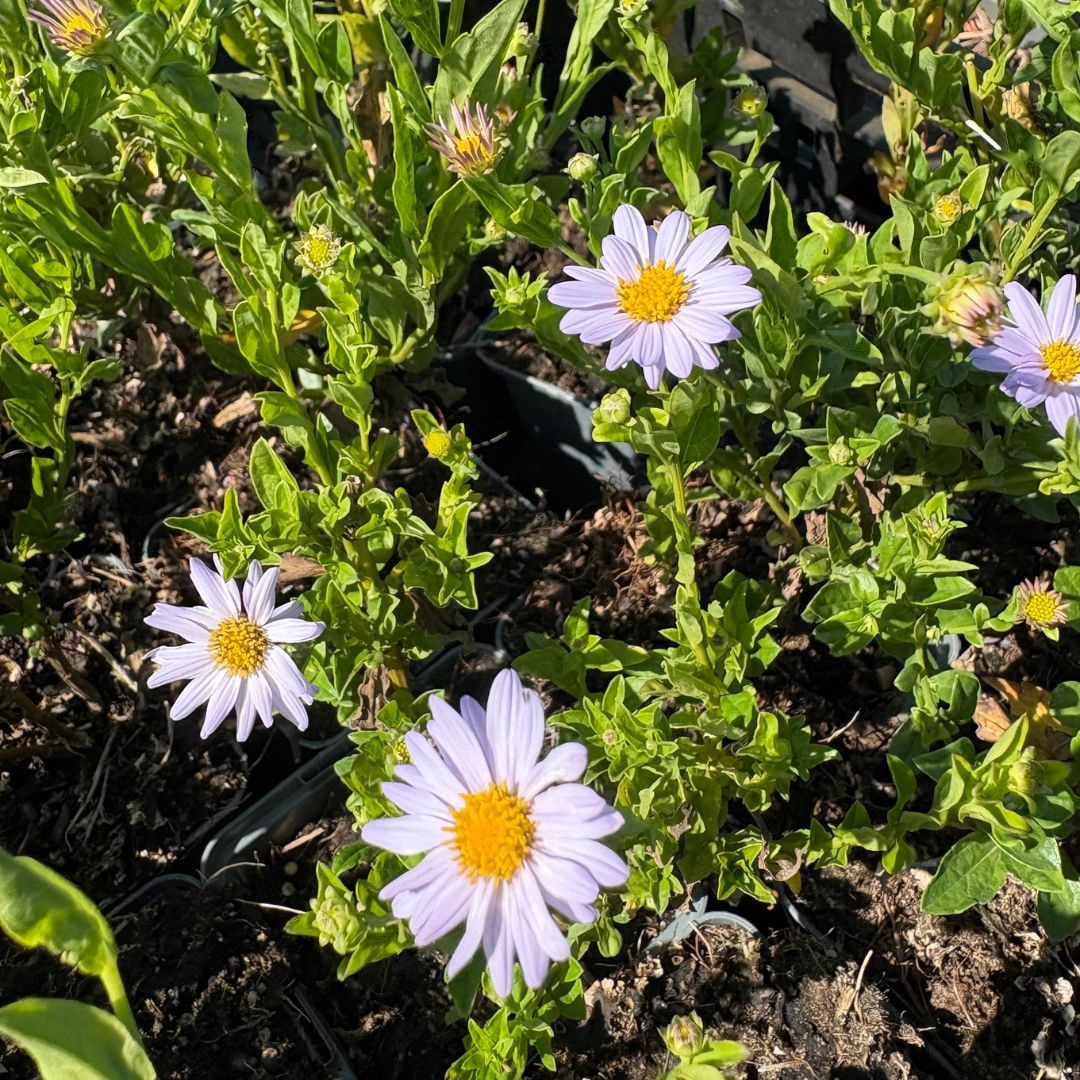 Kalimeris incisa 'Blue Star' (Zomeraster)