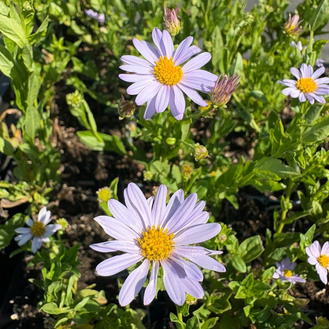 Kalimeris incisa 'Blue Star' (Zomeraster)