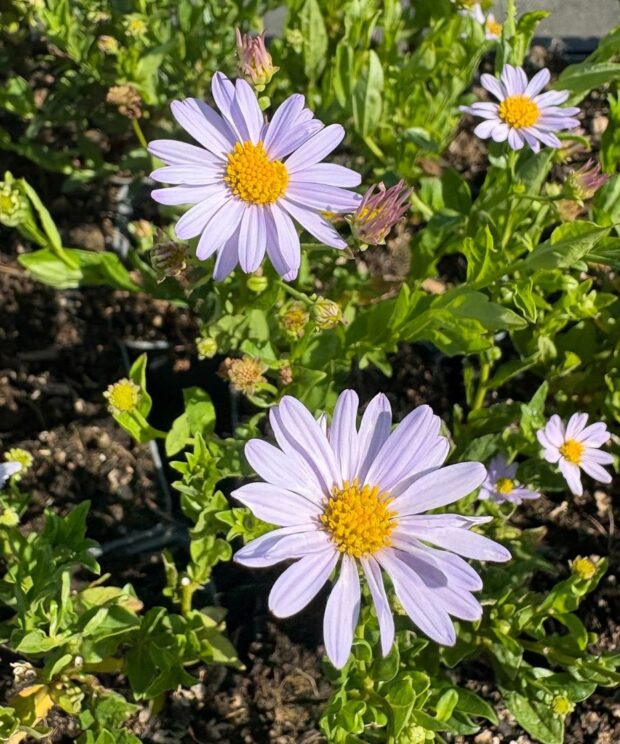 Kalimeris incisa 'Blue Star' (Zomeraster)