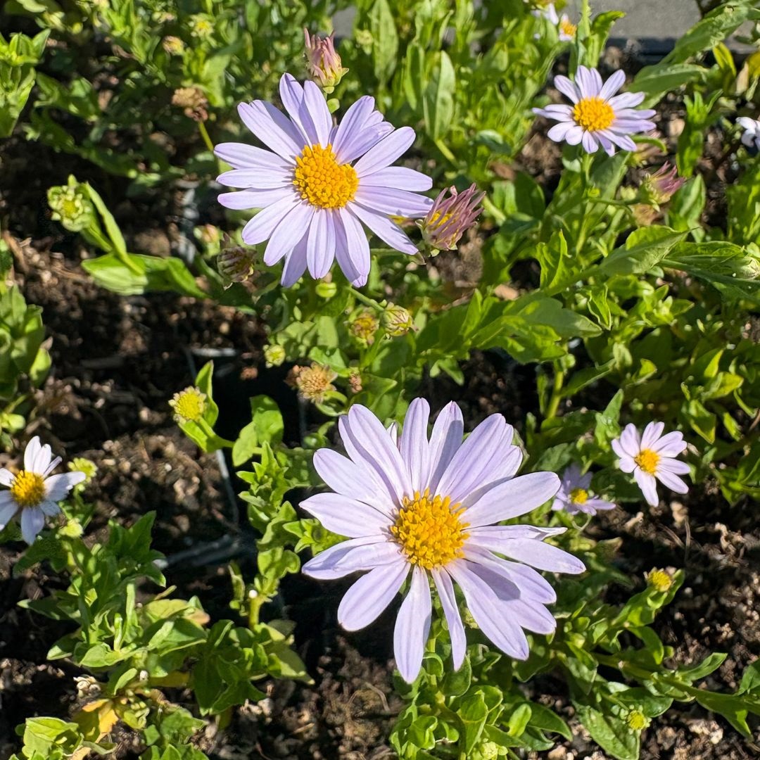 Kalimeris incisa 'Blue Star' (Zomeraster)