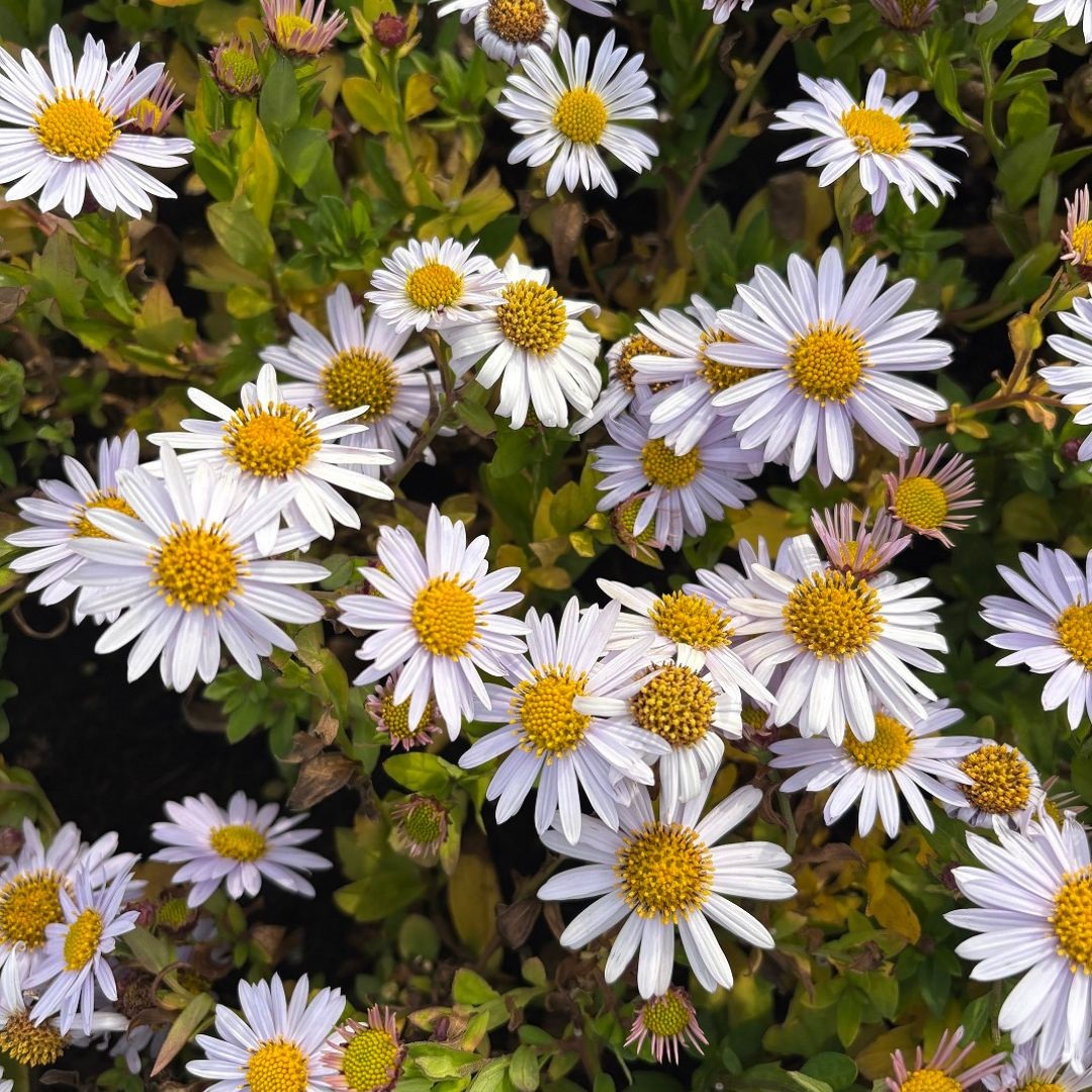 Kalimeris incisa 'Madiva' (Zomeraster)