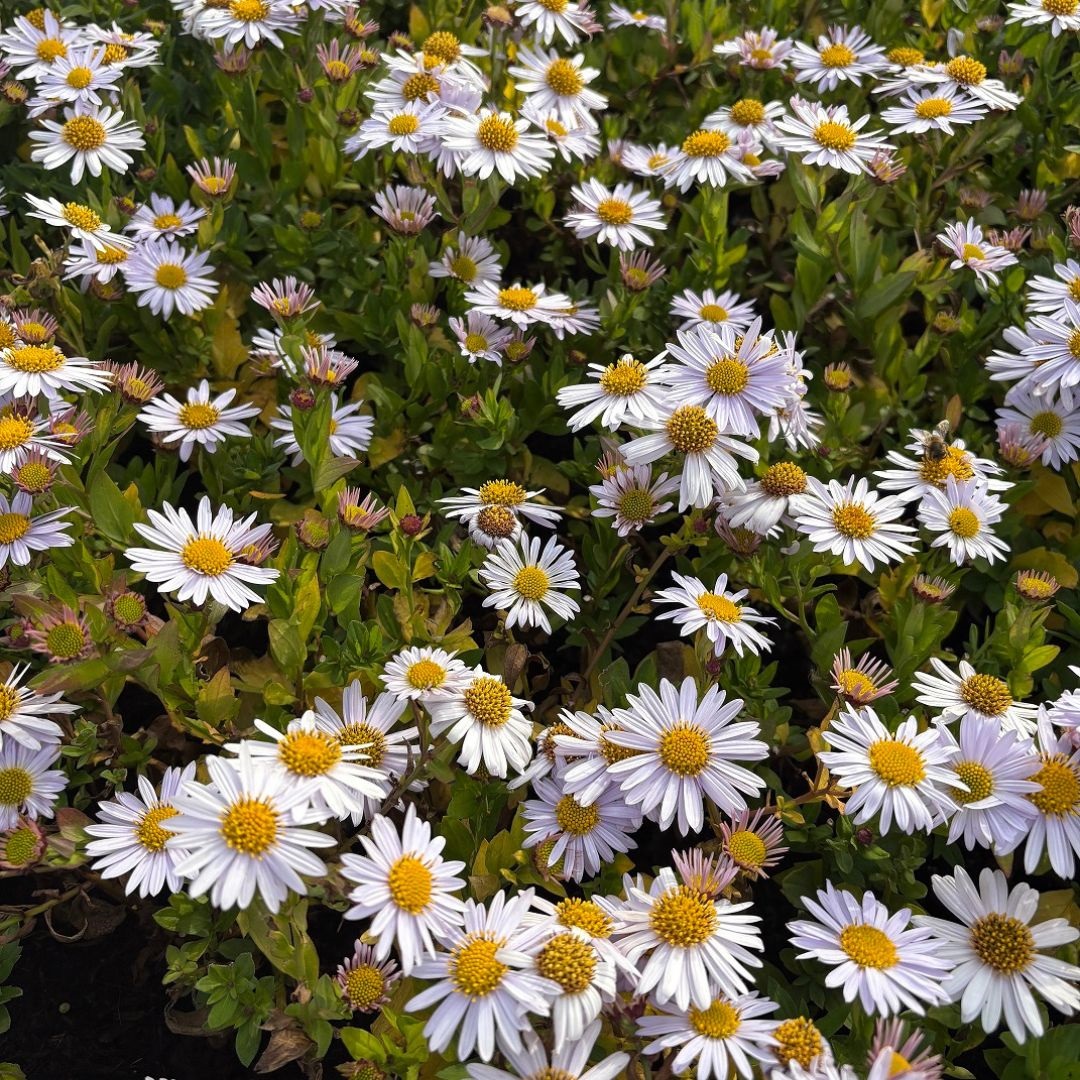 Kalimeris incisa 'Madiva' (Zomeraster)