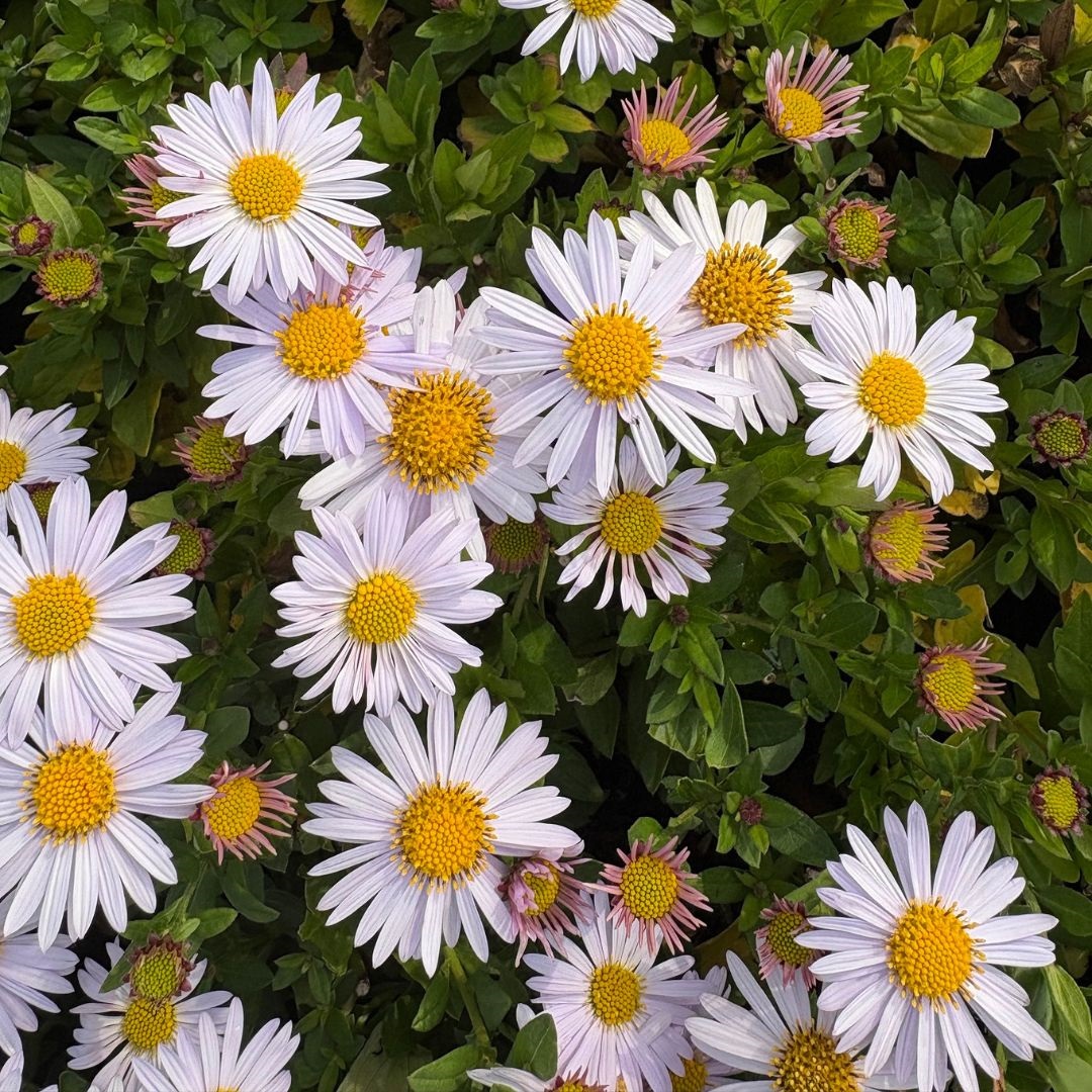 Kalimeris incisa 'Madiva' (Zomeraster)