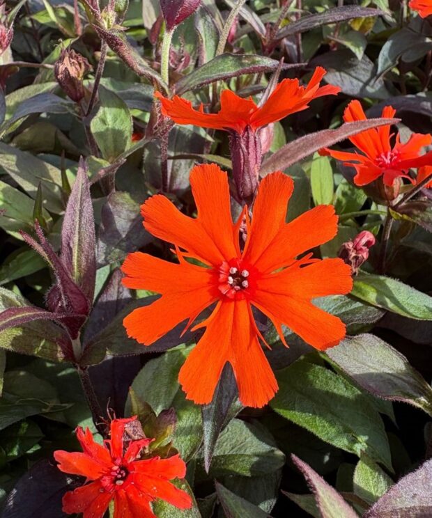 Lychnis arkwrightii 'Vesuvius' (Koekoeksbloem)