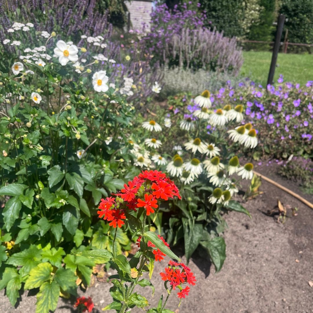 Lychnis chalcedonica (Koekoeksbloem)