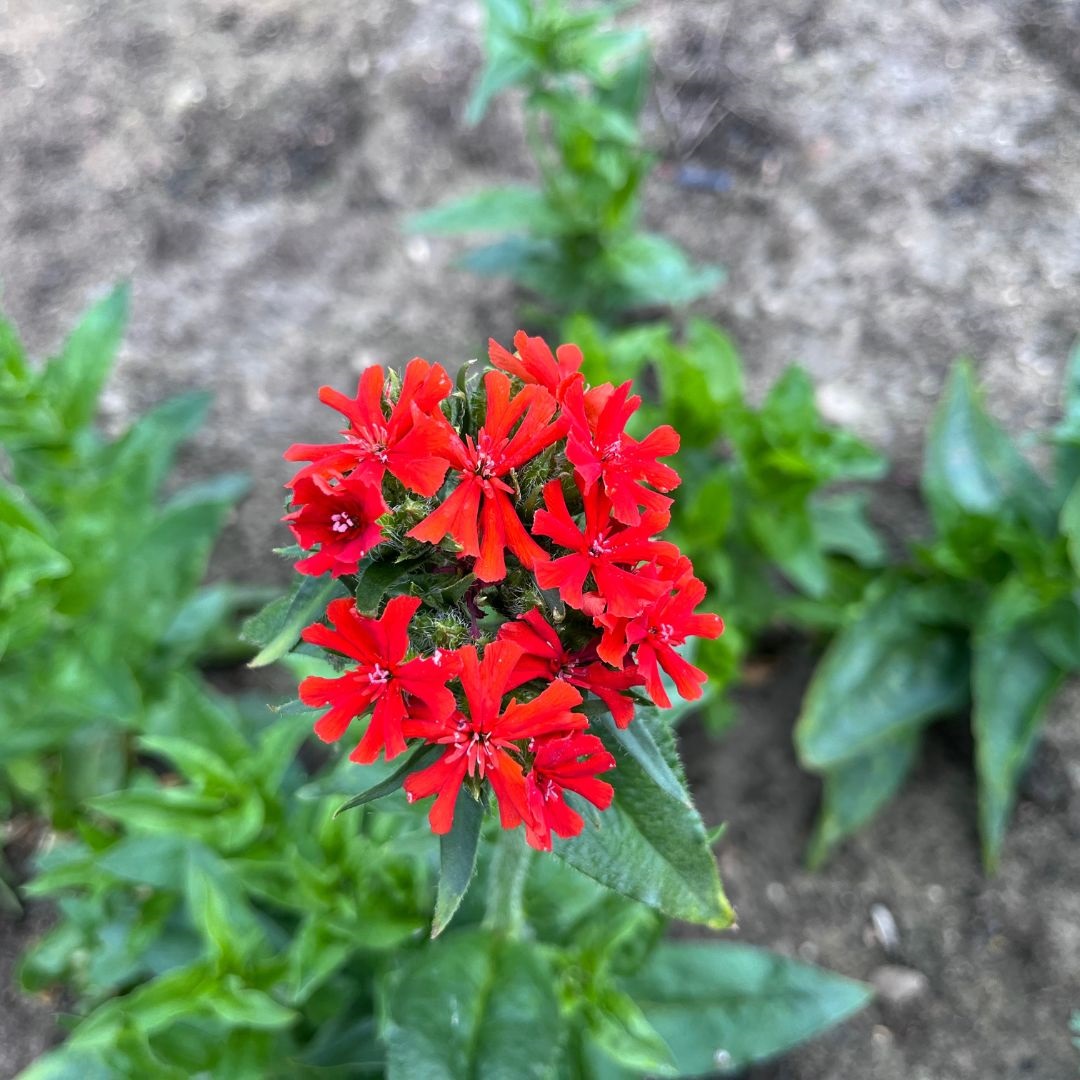 Lychnis chalcedonica (Koekoeksbloem)