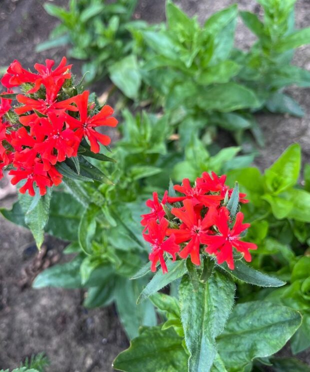 Lychnis chalcedonica (Koekoeksbloem)