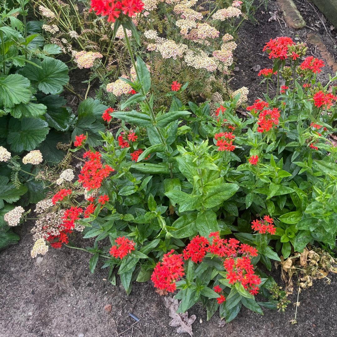 Lychnis chalcedonica (Koekoeksbloem)