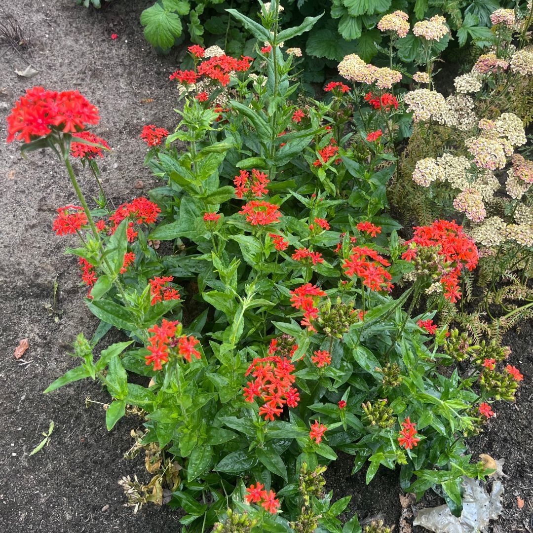 Lychnis chalcedonica (Koekoeksbloem)