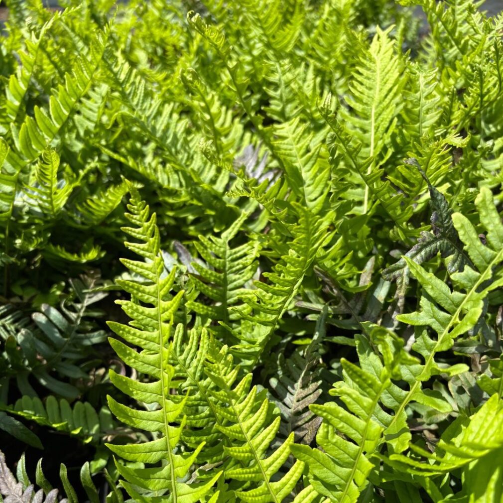 Polypodium vulgare (Eikvaren)