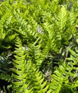 Polypodium vulgare (Eikvaren)