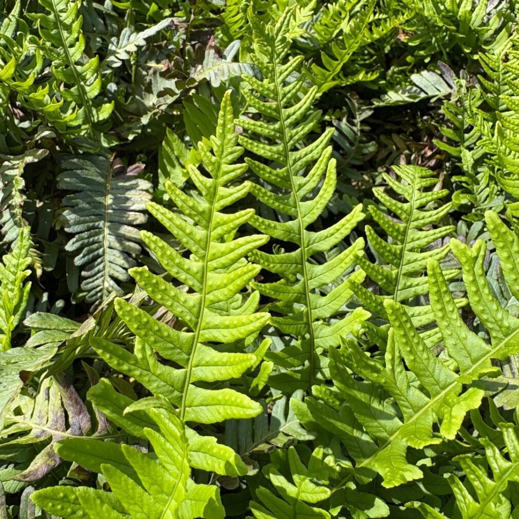 Polypodium vulgare (Eikvaren)