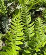 Polypodium vulgare (Eikvaren)