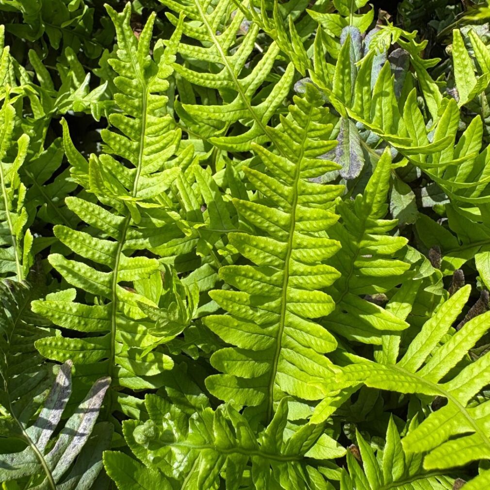Polypodium vulgare (Eikvaren)