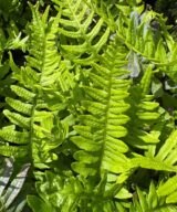 Polypodium vulgare (Eikvaren)