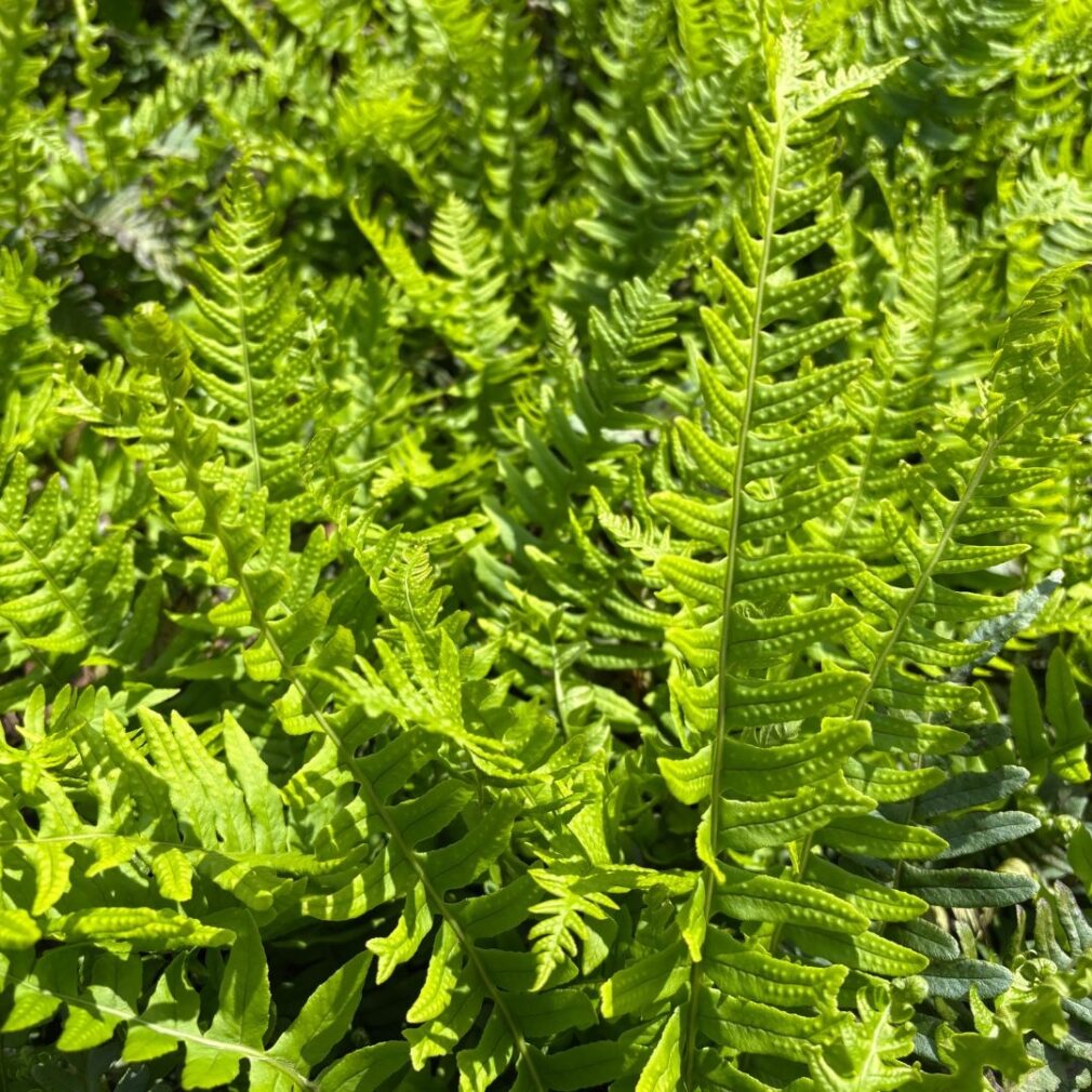 Polypodium vulgare (Eikvaren)