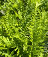 Polypodium vulgare (Eikvaren)