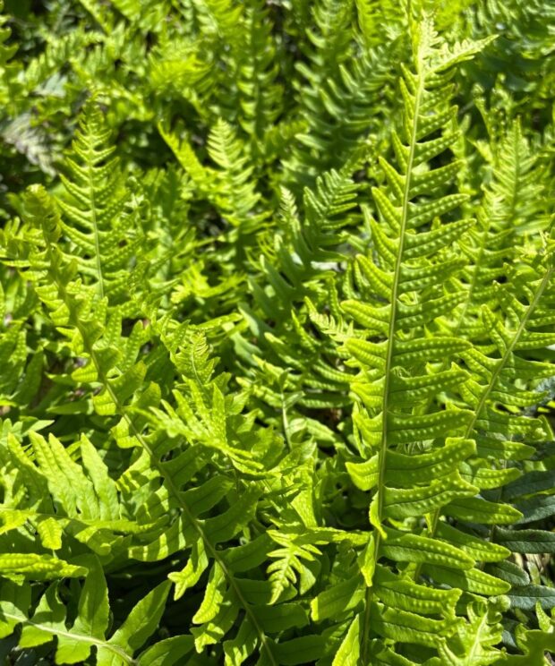 Polypodium vulgare (Eikvaren)