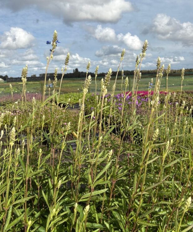 Salvia uliginosa (Salie)