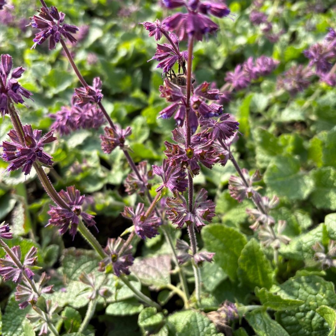Salvia verticillata 'Purple Rain' (Salie)