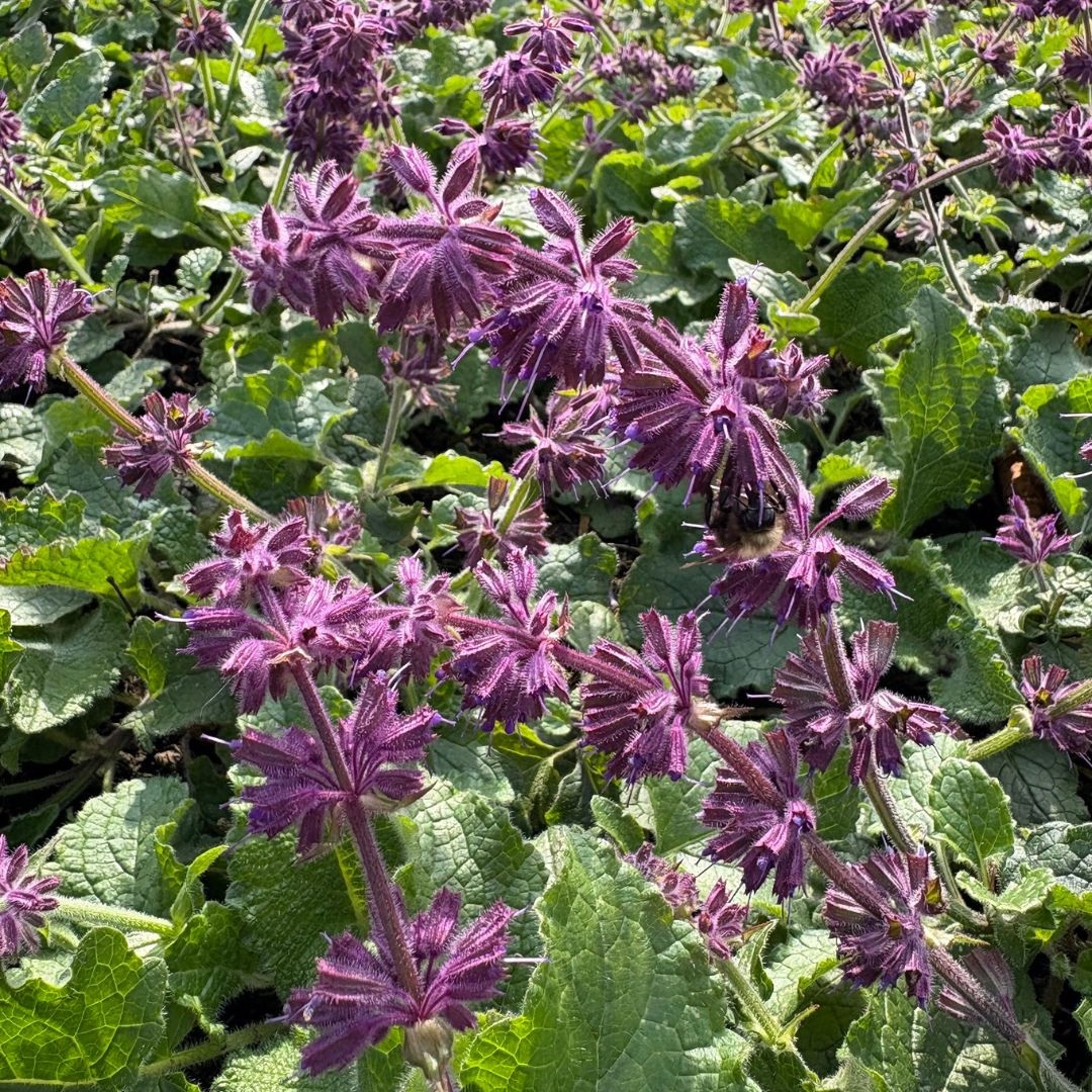 Salvia verticillata 'Purple Rain' (Salie)