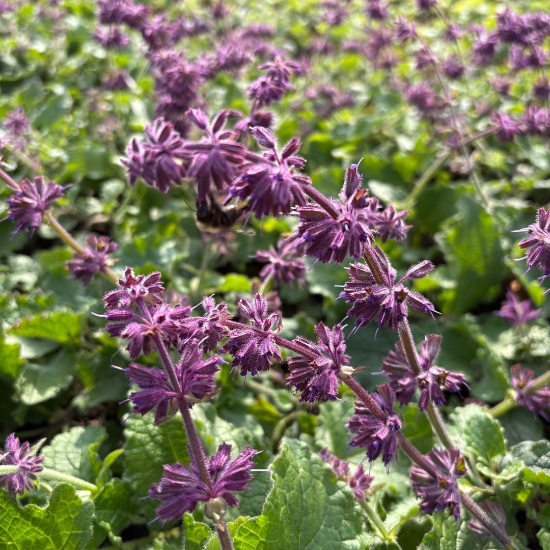 Salvia verticillata 'Purple Rain' (Salie)