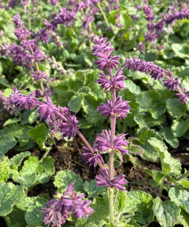 Salvia verticillata 'Purple Rain' (Salie)