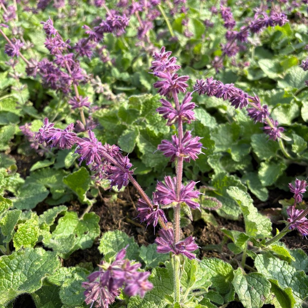 Salvia verticillata 'Purple Rain' (Salie)