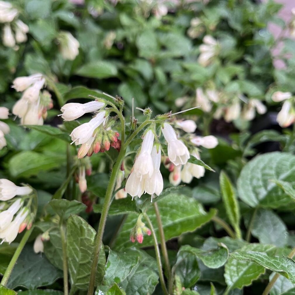 Symphytum grandiflorum (Smeerwortel)