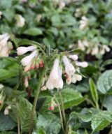 Symphytum grandiflorum (Smeerwortel)