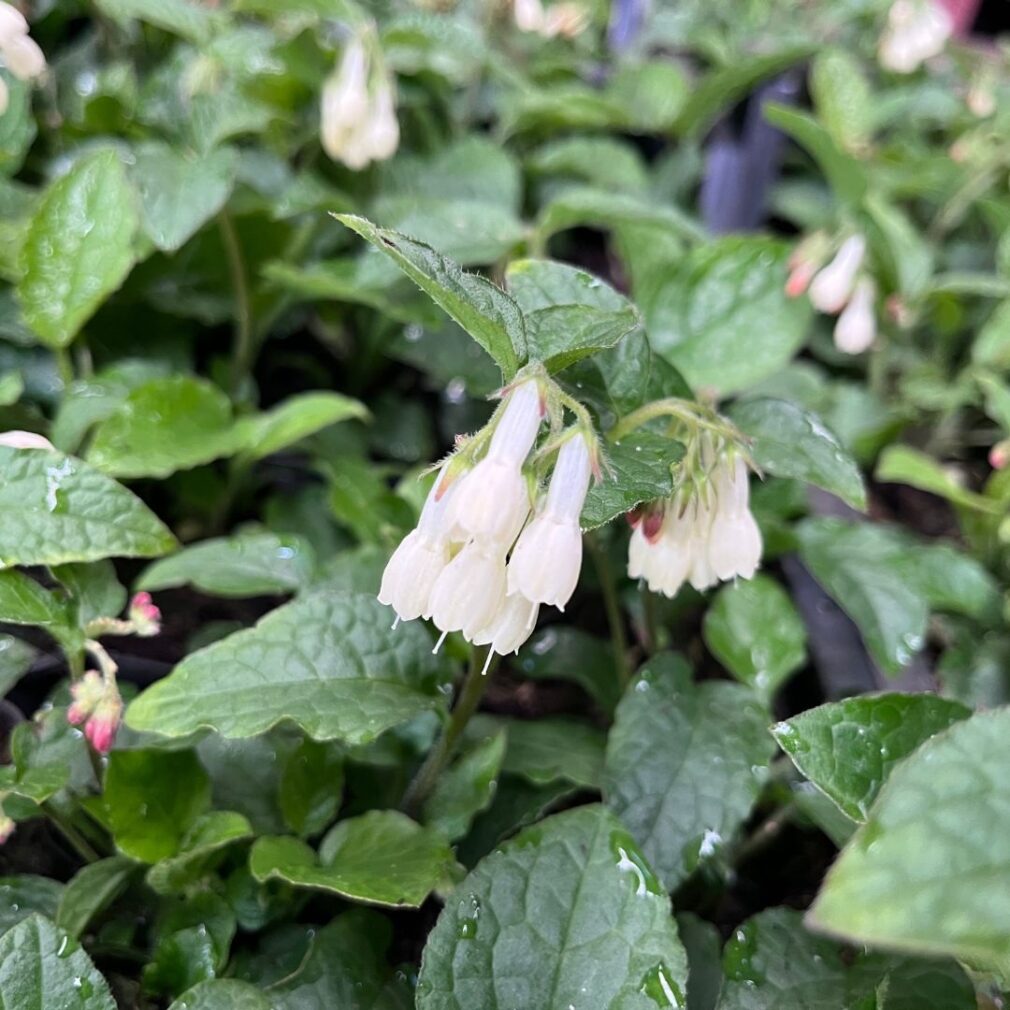 Symphytum grandiflorum (Smeerwortel)