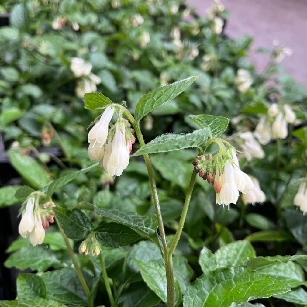 Symphytum grandiflorum (Smeerwortel)