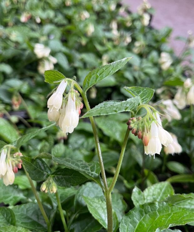 Symphytum grandiflorum (Smeerwortel)