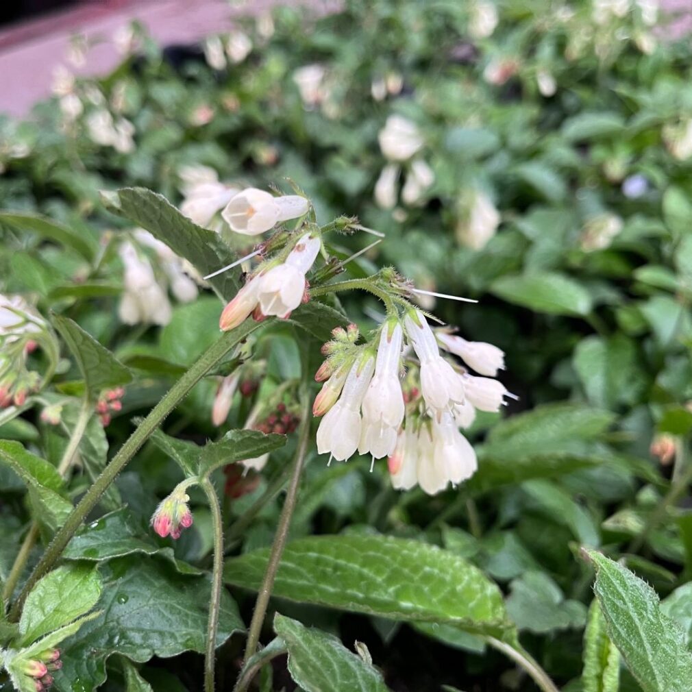 Symphytum grandiflorum (Smeerwortel)