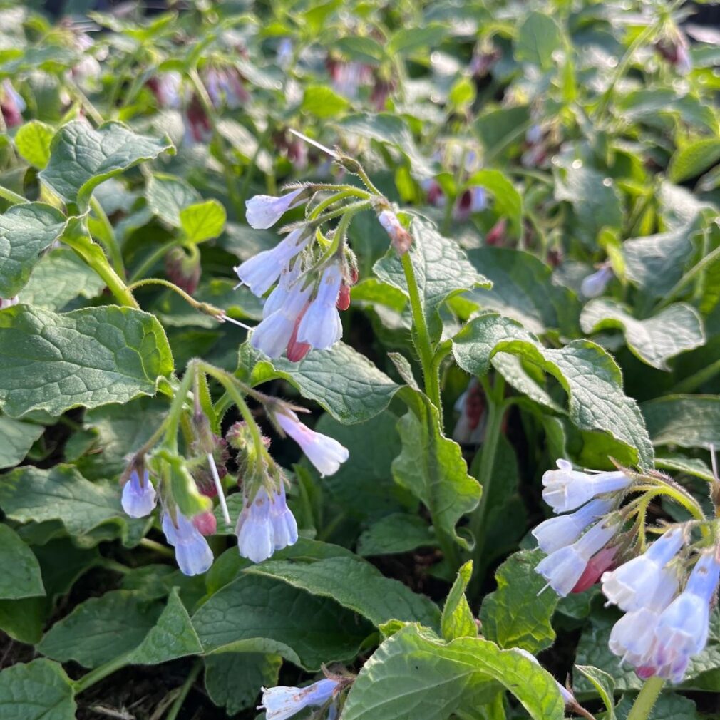 Symphytum grandiflorum 'Wisley Blue' (Smeerwortel)