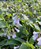 Symphytum grandiflorum 'Wisley Blue' (Smeerwortel)