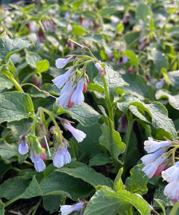 Symphytum grandiflorum 'Wisley Blue' (Smeerwortel)