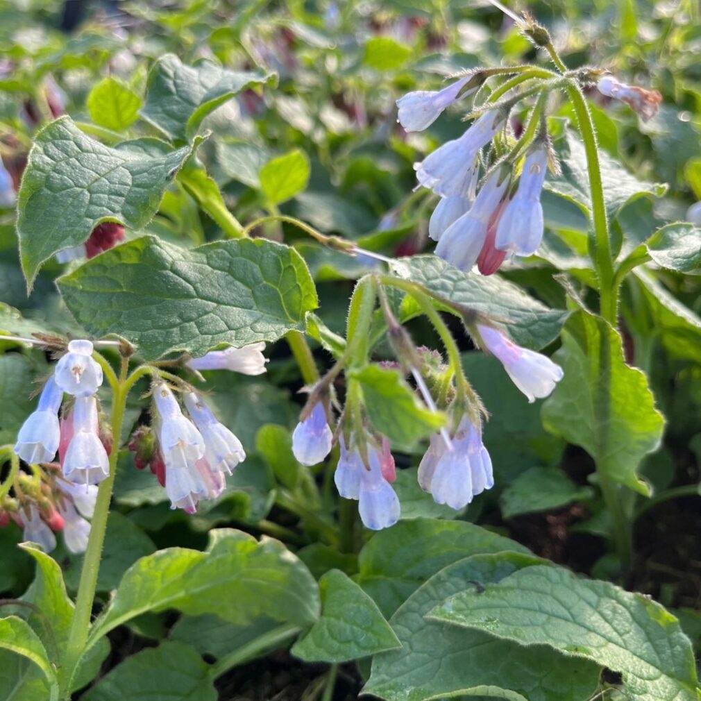 Symphytum grandiflorum 'Wisley Blue' (Smeerwortel)