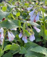 Symphytum grandiflorum 'Wisley Blue' (Smeerwortel)