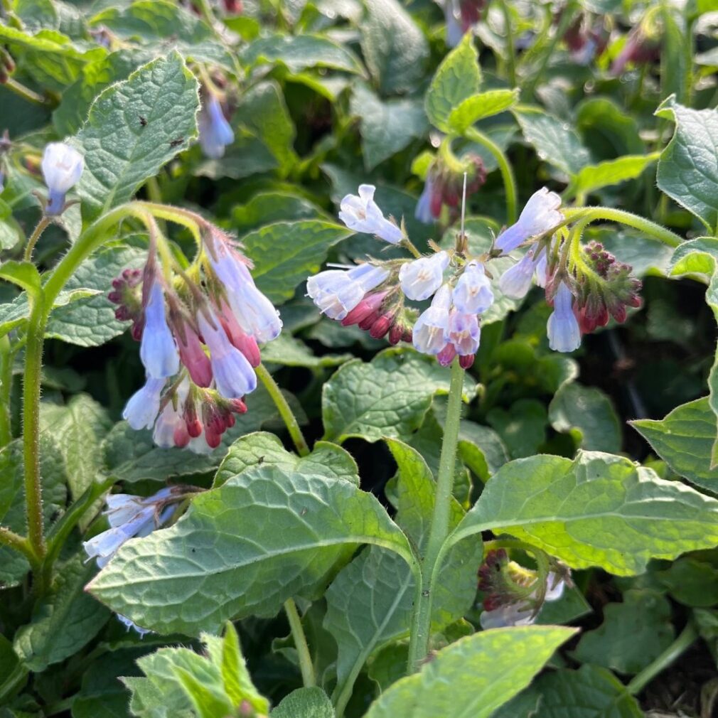 Symphytum grandiflorum 'Wisley Blue' (Smeerwortel)