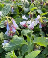 Symphytum grandiflorum 'Wisley Blue' (Smeerwortel)