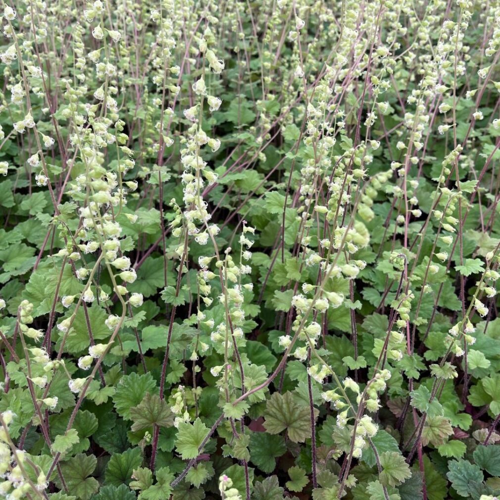 Tellima grandiflora 'Rubra' (Mijterloof)