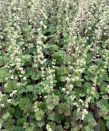 Tellima grandiflora 'Rubra' (Mijterloof)