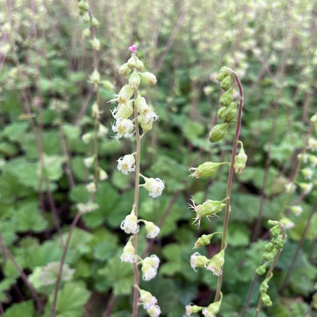 Tellima grandiflora 'Rubra' (Mijterloof)
