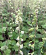 Tellima grandiflora 'Rubra' (Mijterloof)