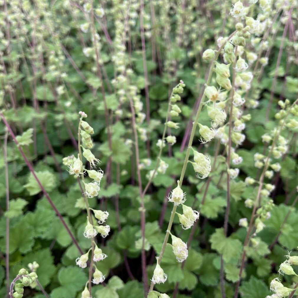 Tellima grandiflora 'Rubra' (Mijterloof)